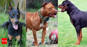 10 dangerous dog breeds including Pitbull, Rottweiler, Doberman and more |