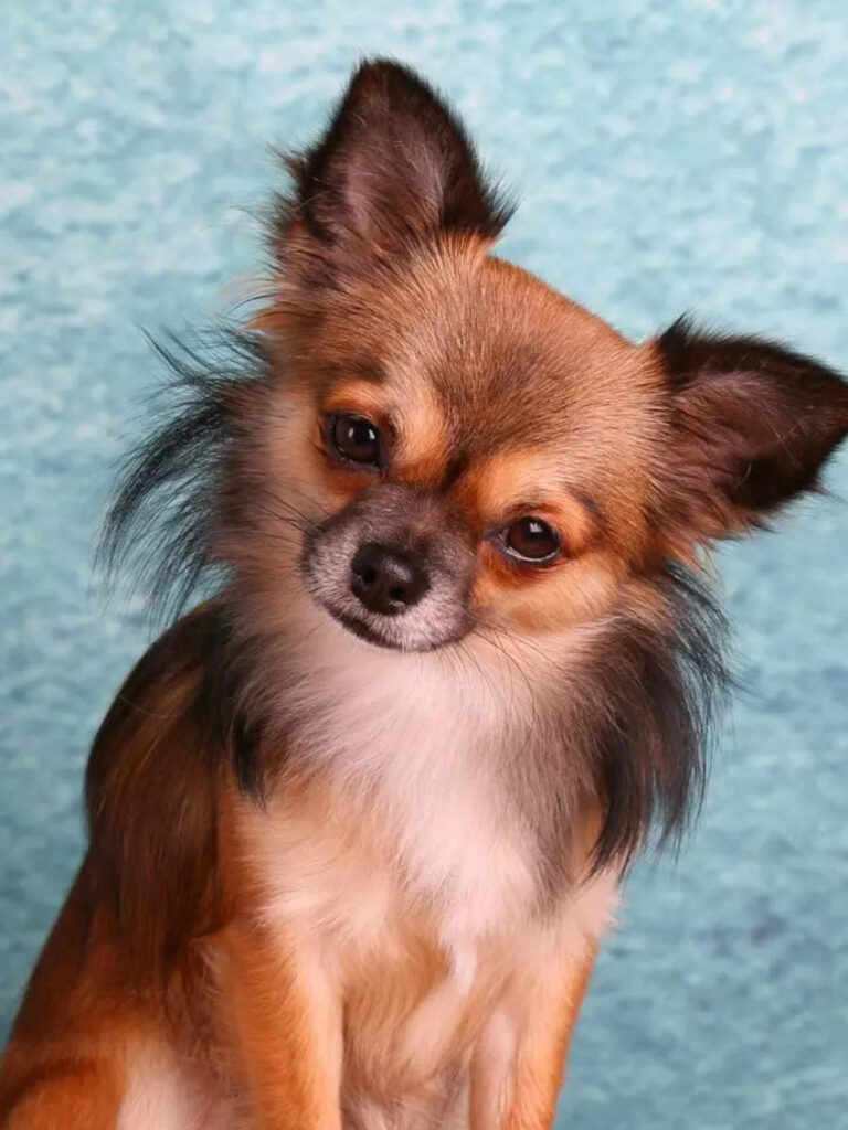 8 small yet fierce pet dog breeds