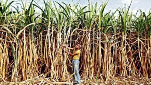 The government has been pushing for ethanol production with surplus sugar output.