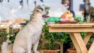 Chinese Pet Owners Send Dogs And Cats To Work In Cafes For Fun And Treats