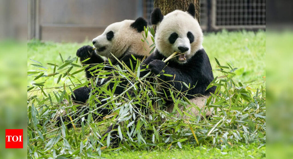 Giant Pandas: Washington's National Zoo welcomes two giant Pandas from China