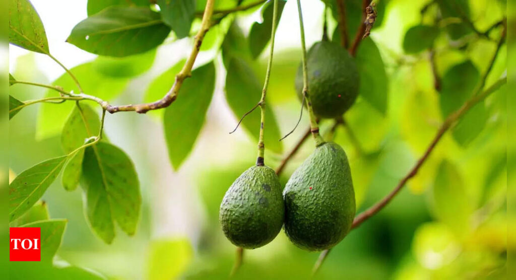 How to grow the perfect ‘Avocado’ plant in your home garden or balcony