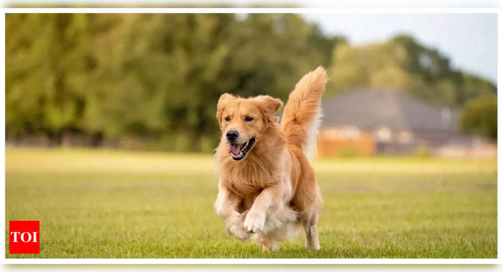 How to take special care of your dogs during different seasons