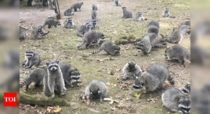 Raccoons: Watch: 100s of raccoons surround a woman in Washington