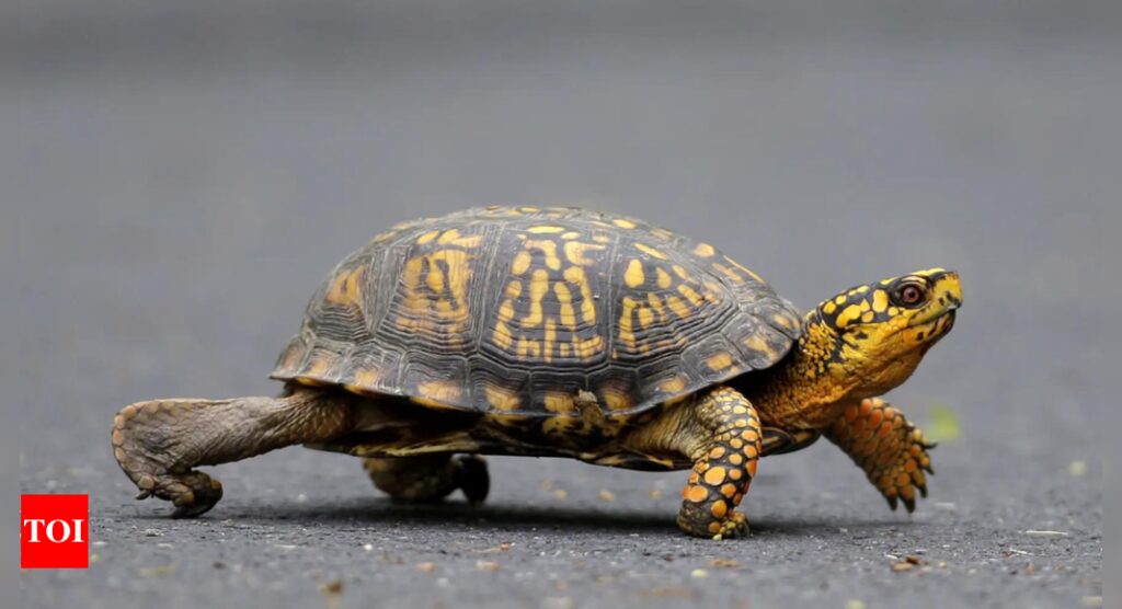 Smuggle Turtles: Woman pleads guilty to smuggling 29 turtles worth $40K across US-Canada border