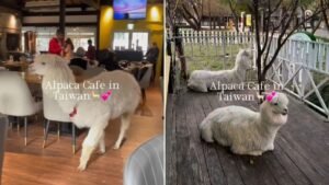 Viral Video: Alpacas Roaming Inside A Taiwan Cafe Leaves Internet Surprised