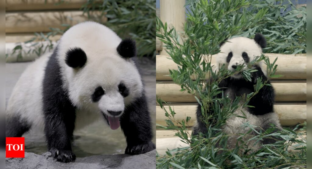 Washington National Zoo Pandas: Two giant pandas Bao Li and Qing Bao arrive in Washington National Zoo | World News