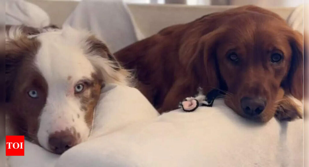 Watch: Dog's love for her deaf sibling is heartwarming