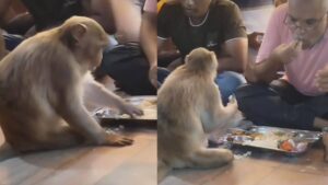 Watch: Monkey Joins Man For A Meal, What Happens Next Will Win Your Heart