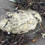 White Blobs Newfoundland: Newfoundland residents discover strange ‘white blobs’ washing up on beaches | World News