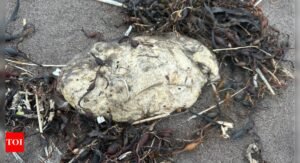 White Blobs Newfoundland: Newfoundland residents discover strange 'white blobs' washing up on beaches | World News