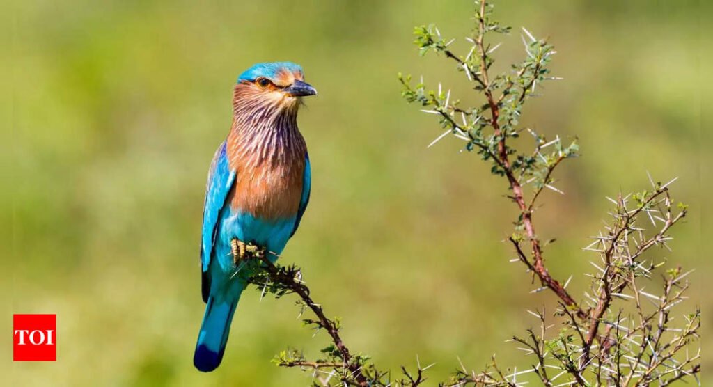 Why spotting the Neelkanth bird on Dussehra is considered auspicious