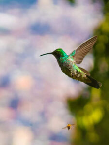 10 smallest and most beautiful birds in the world