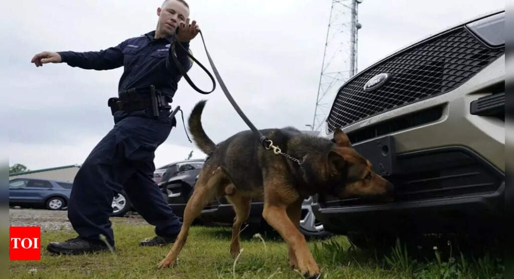 Calfornia city awards $1m to woman after police dog bites her | World News