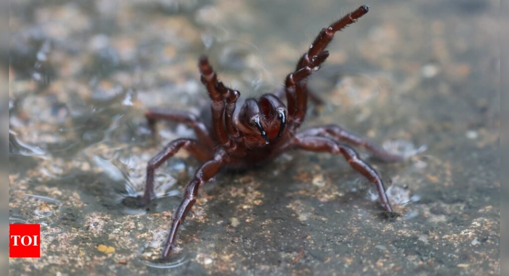 Funnel-Web Spider: Australians urged to catch deadly funnel-web spiders for antivenom production