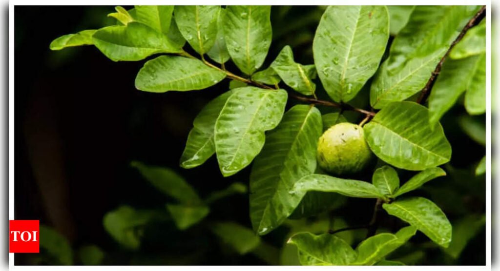 Guava leaves benefits: Benefits of chewing on guava leaves thrice a week |