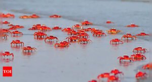 Heard about the beach of red crabs in India?