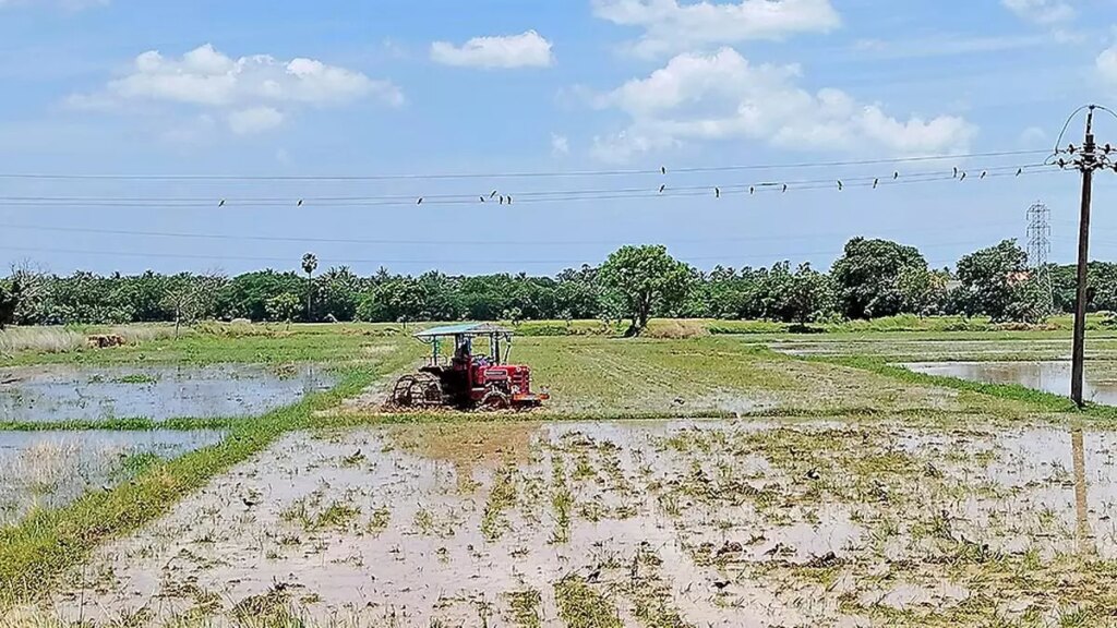 Growing rice acreage points to need for PDS reform