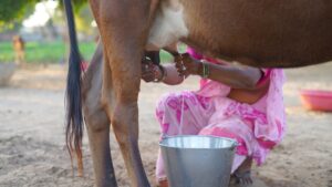 Indias Milk Production Increases In 2024, Despite Dip In Buffalo Output